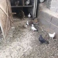 تعدادی کفتر پرشی رنگی همه باهم