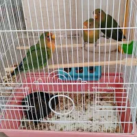 پرنده طوطی برزیلی