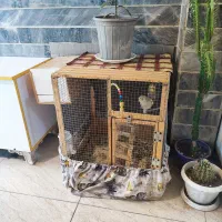 عروس هلندی مولد