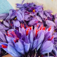 گل زعفران فروشی تازه