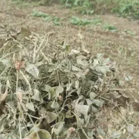 علف بادام زمینی