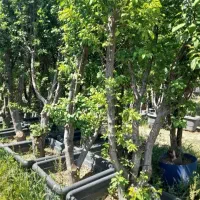 درخت نخل  بزرگ بنه دار نهال نهالستان گردو پکان|خدمات باغبانی و درختکاری|قم, آزادگان|دیوار