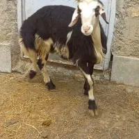 بره قوچ
