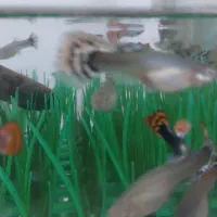 ماهی گوپی حراج شد قیمتی که میخواهید بخرید|ماهی|نیشابور, گنبد سبز|دیوار