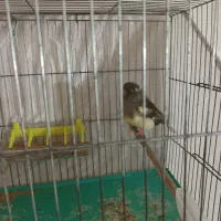 قناری نر کرست