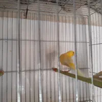 قناری قور نر