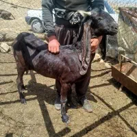 یک راس بز پاکستانی دوقلوزا