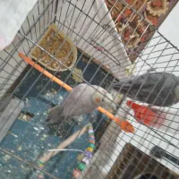 عروس هلندی ‌