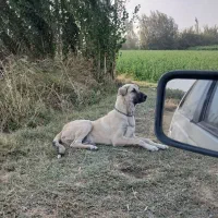 سگ عراقی گمشده(مژدگانی خوب برای یابنده)