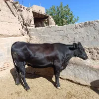 فروش 2راس گاو شیری گوساله دار