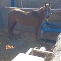 اسب مادیون|اسب و تجهیزات اسب‌سواری|سبزوار, قلعه‌نو دهزار|دیوار