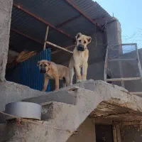 توله نژاد دار|سگ|نیشابور, خط کاشمر|دیوار