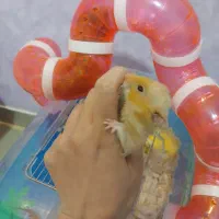 همستر سوری / قفس همستر لوازم همستر