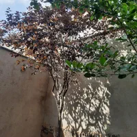 ویلایی آپارتمان|فروش خانه و ویلا|مشهد, شهرک مهرگان|دیوار