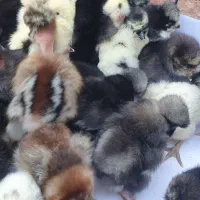 جوجه کاکلی جوجه مرغ کاکل