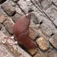 فروش سرخ کاکلی بازیکن|پرنده|کازرون, |دیوار