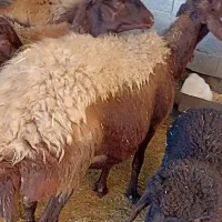 گوسفند بردارجنس دار