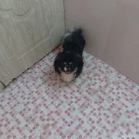 سگ پیکنزامپریال نر