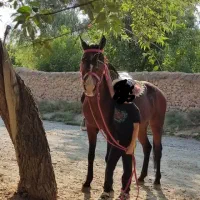 اسب|اسب و تجهیزات اسب‌سواری|شهرضا, |دیوار