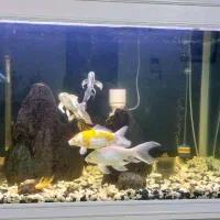 ماهی کوی|ماهی|تهران, کیانشهر|دیوار