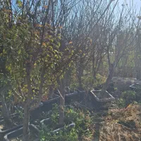 نهال و درخت روتبال پایان کار بزرگ تنومند تنه دار|خدمات باغبانی و درختکاری|فلاورجان, |دیوار