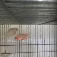 قناری مزاییکی جفت