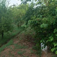 باغچه-1000-متری-برق-رسمی-و-آب-تصفیه-مناسب-ساکن-شدن