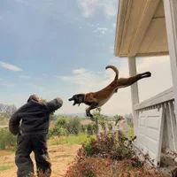 مربی سگ خانم و آقا ، تربیت و آموزش و پانسیون|خدمات آموزشی|قم, زنبیل آباد|دیوار