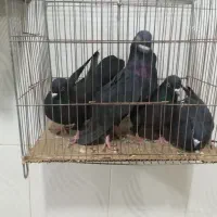 کبوتر به شرط بزن|پرنده|بستان آباد, |دیوار