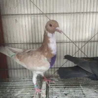 کفتر شهرستانی