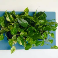 قاب دیواری پتوس|گل و گیاه طبیعی|اصفهان, پینارت|دیوار