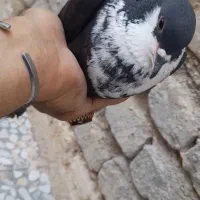 فروش کبوتر ضمانتی