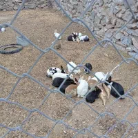 خرگوش|موش و خرگوش|مود, |دیوار