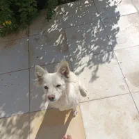 آشتپیز ژاپنی