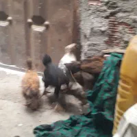 جوجه ۱ماهه