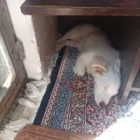 سگ نژاددار|سگ|کرمان, |دیوار