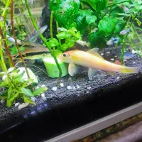 کت ال جی،پوزه بوته ای،پترولیکا،شیشه،پاککنمگنتی