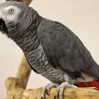 پرنده کاسکو گمشده‌ مژدگانی