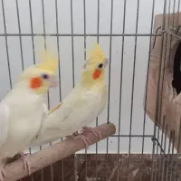 عروس هلندی وطوطی اهلی و سخنگو با جوجه