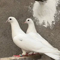 معاوضه یا فروش جفت کبوتر پرشی|پرنده|آمل, |دیوار