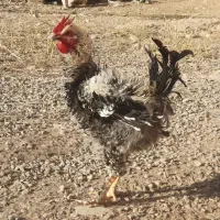 فروش خروس مو فِر