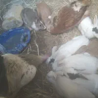 5عدد خرگوش بالغ ابست بفروش میرسد|موش و خرگوش|زهک, |دیوار