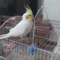 عروس هلندی