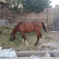 نریون عرب مناسب کشش و فروش