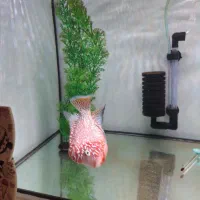 کامفا|ماهی|تهران, اوقاف|دیوار