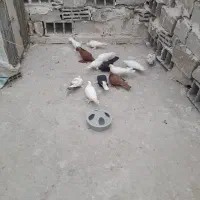 یک لانه کبوتر الوان لوتی