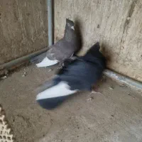 قارا ،کل سفید،سرور،طوقی،کل دم سبز