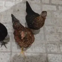 مرغ و خروس|حیوانات مزرعه|مشهد, سجاد شهر|دیوار