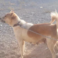 واگذاری سگ|سگ|مبارکه, |دیوار