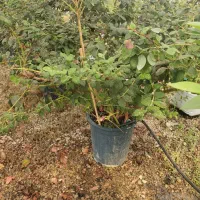 نهال بلوبری سن  ۳سال تا ۶ سال